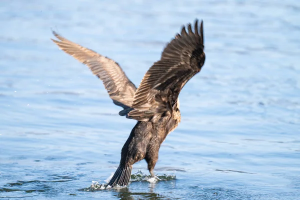 Kışın nehirdeki büyük bir karabatağın fotoğrafı.