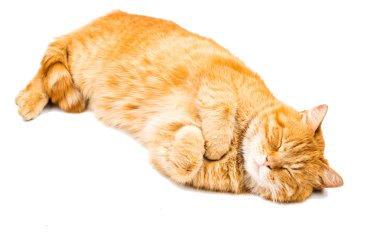 Gurur zencefil kedi yalan söylüyor