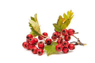 Kırmızı böğürtlenli dal