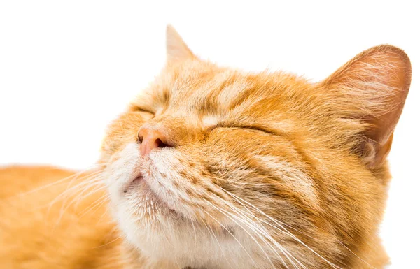 Proud ginger cat is lying — Stock Photo, Image