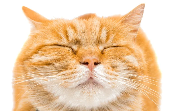 Proud ginger cat is lying — Stock Photo, Image