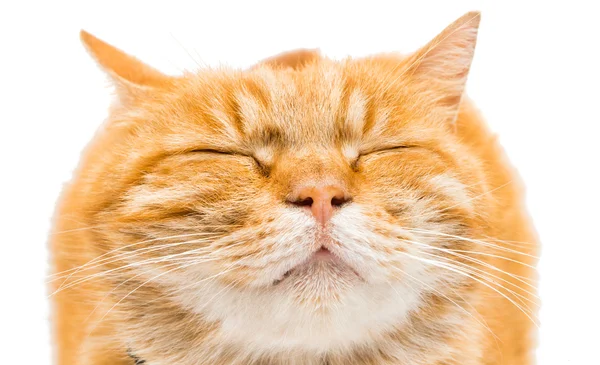 Orgulloso jengibre gato está mintiendo —  Fotos de Stock