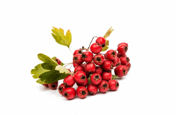 Отделение с красными ягодами — стоковое фото