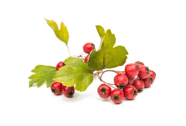 Zweig mit roten Beeren — Stockfoto