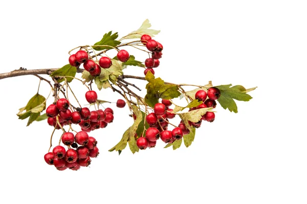 Hawthorn berry tmavé — Stock fotografie