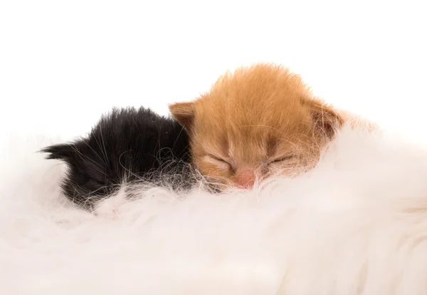 Gato amamantando recién nacido gatito . — Foto de Stock