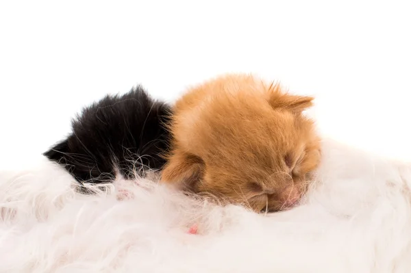 Kat verpleging pasgeboren kitten. — Stockfoto