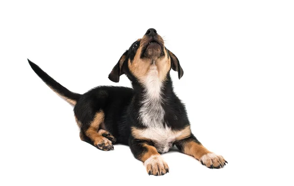 Dachshund — Stock Photo, Image