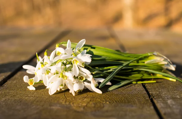 First spring flowers — Stock Photo, Image