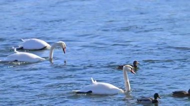 Kışın güneşli bir günde nehirdeki kuğuların videosu
