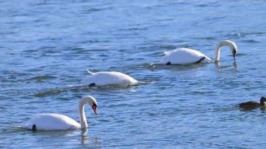 Kışın güneşli bir günde nehirdeki kuğuların videosu