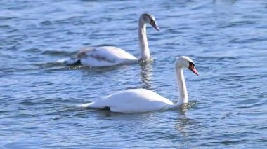 Kışın güneşli bir günde nehirdeki kuğuların videosu
