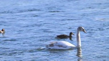 Kışın güneşli bir günde nehirdeki kuğuların videosu