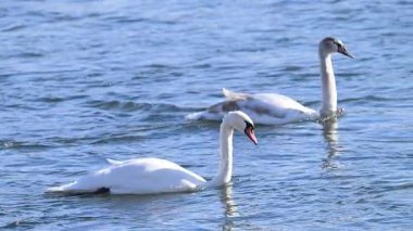 Kışın güneşli bir günde nehirdeki kuğuların videosu