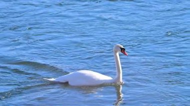 Kışın güneşli bir günde nehirdeki kuğuların videosu