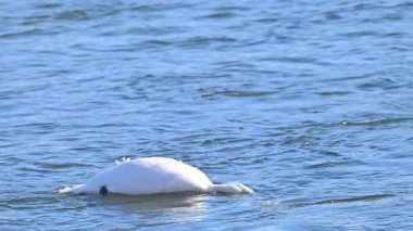 Kışın güneşli bir günde nehirdeki kuğuların videosu