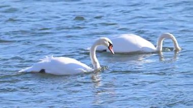 Kışın güneşli bir günde nehirdeki kuğuların videosu