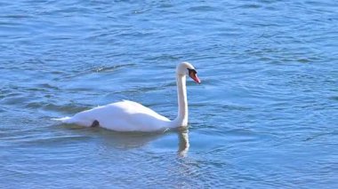 Kışın güneşli bir günde nehirdeki kuğuların videosu