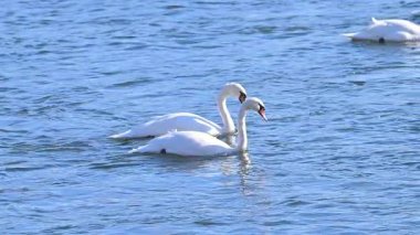 Kışın güneşli bir günde nehirdeki kuğuların videosu