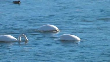 Kışın güneşli bir günde nehirdeki kuğuların videosu