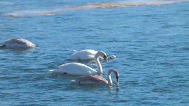 Kışın güneşli bir günde nehirdeki kuğuların videosu