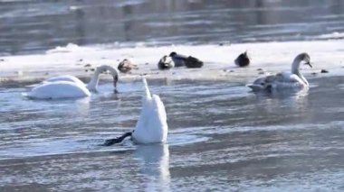 Kışın güneşli bir günde nehirdeki kuğuların videosu