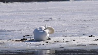 Kışın güneşli bir günde nehirdeki kuğuların videosu