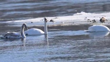 Kışın güneşli bir günde nehirdeki kuğuların videosu