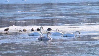 Kışın güneşli bir günde nehirdeki kuğuların yavaş çekim videosu..
