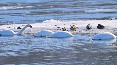 Kışın güneşli bir günde nehirdeki kuğuların videosu