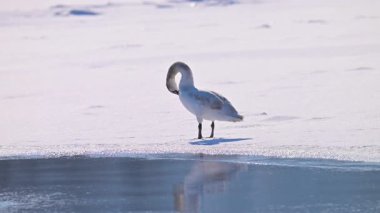 Kışın güneşli bir günde nehirdeki kuğuların yavaş çekim videosu..