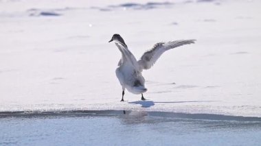 Kışın güneşli bir günde nehirdeki kuğuların yavaş çekim videosu..