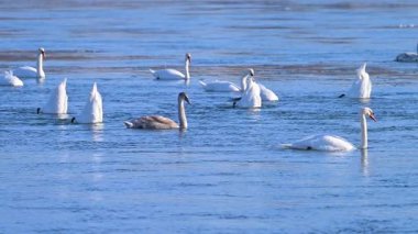 Kışın güneşli bir günde nehirdeki kuğuların yavaş çekim videosu..