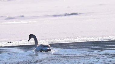 Kışın güneşli bir günde nehirdeki kuğuların yavaş çekim videosu..