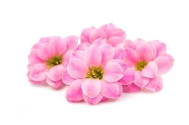 narin pembe çiçekler