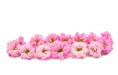narin pembe çiçekler