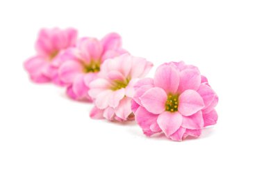 narin pembe çiçekler