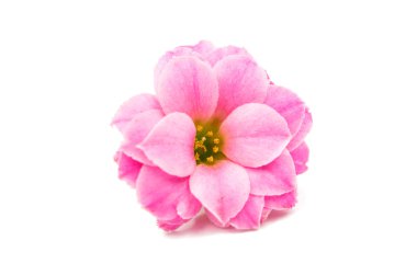 narin pembe çiçekler