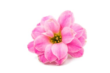 narin pembe çiçekler