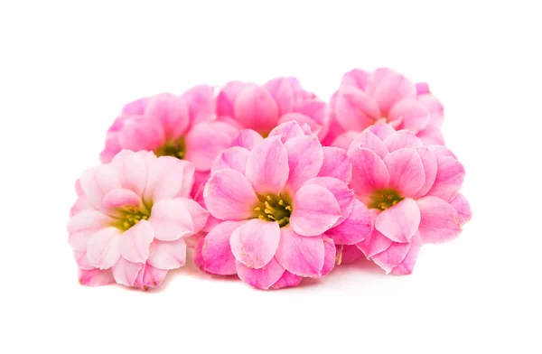 Delicadas flores cor de rosa — Fotografia de Stock