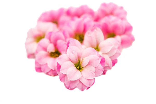 Zarte rosa Blüten — Stockfoto