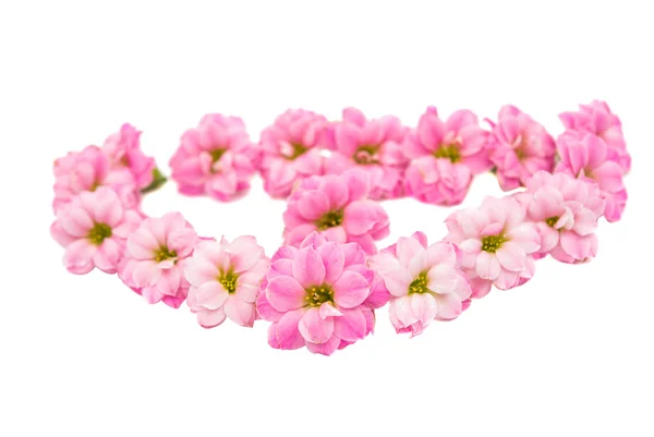 섬세 한 핑크 꽃 — 스톡 사진