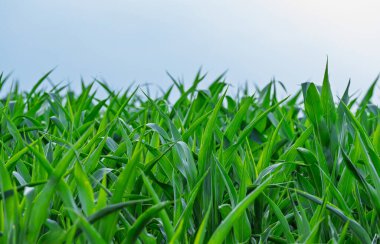 Tarladaki yeşil mısır fotoğrafı.