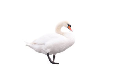 Kuğu beyaz arkaplanda izole edildi