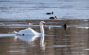 Kuğu ve ördekler donmuş nehirde. Yaban ördekleri ve kuğu sürüsü gölette yüzer.
