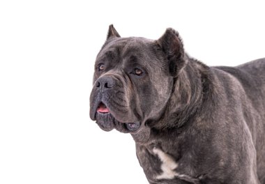 Cane Corso köpeği beyaz arkaplanda izole edildi