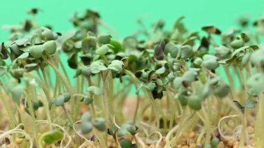 Canlı yeşil mikro yeşilliklerin yakın plan görüntüsü