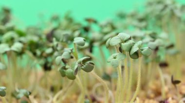 Canlı yeşil mikro yeşilliklerin yakın plan görüntüsü