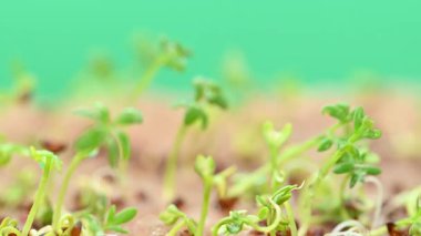 Canlı yeşil mikro yeşilliklerin yakın plan görüntüsü