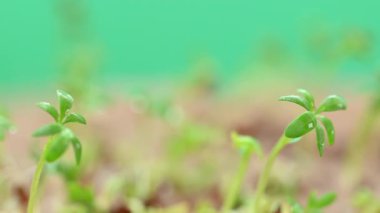 Canlı yeşil mikro yeşilliklerin yakın plan görüntüsü